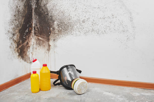 Reliable Kent City, MI Mold Removal Solutions