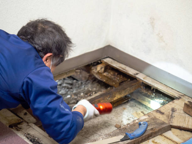 Best Mold Damage Repair  in Kent City, MI