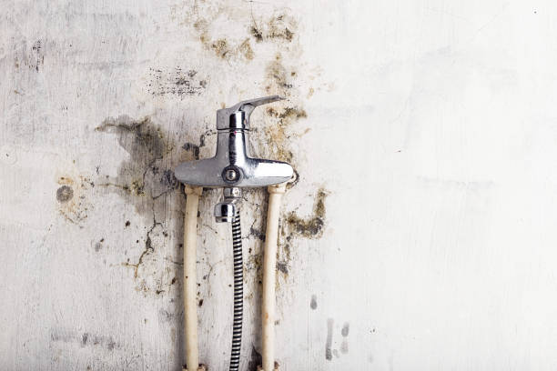 Best Residential Mold Removal  in Kent City, MI