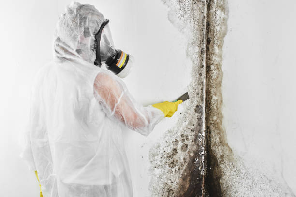Best Affordable Mold Removal  in Kent City, MI