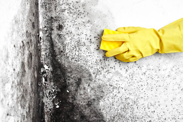 Best Toxic Mold Removal  in Kent City, MI