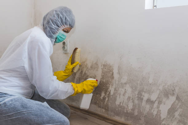 Best Local Mold Removal Service  in Kent City, MI
