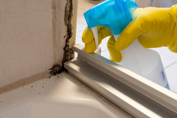 Best Mold Removal Process  in Kent City, MI