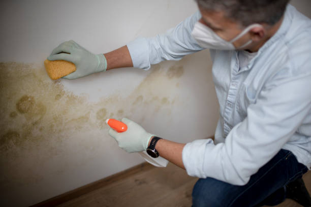 Best Toxic Mold Removal  in Kent City, MI