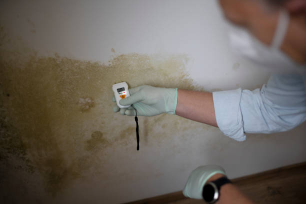 Best Emergency Mold Removal  in Kent City, MI