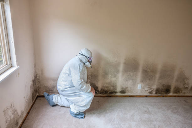 Mold Removal Process in Kent City, MI